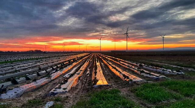 Sonnenuntergang - zwischen Römerberg und Dudenhofen (Januar) | Foto: Anita Lemmert 