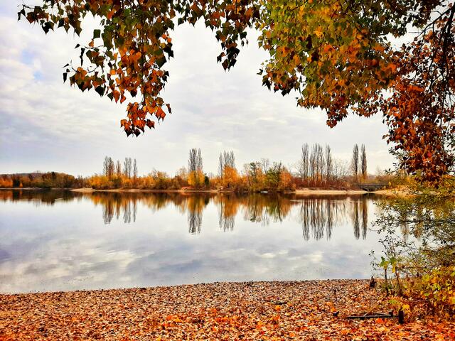Farbenspiel im Binsfeld/Speyer (Oktober) | Foto: Anita Lemmert 