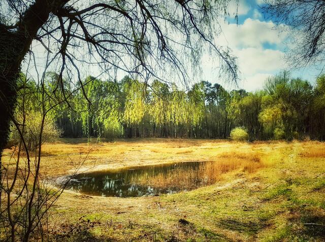 Versteckte Oase beim Mehlsee/Schwegenheim (April) | Foto: Anita Lemmert 
