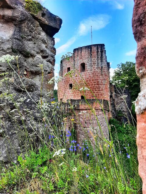 Ausblick und Einblicke auf der Hardenburg bei Bad Dürkheim (Juli) | Foto: Anita Lemmert 