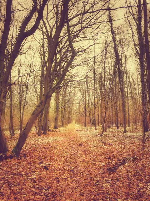 Der Winterwald ganz leicht gepudert - Harthausen (Dezember) | Foto: Anita Lemmert 