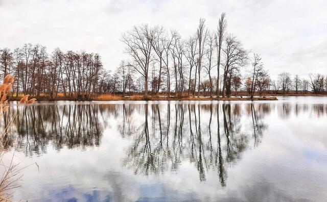 Spiegelungen am Niederwiesenweiher bei Böhl-Iggelheim (Februar) | Foto: Anita Lemmert 