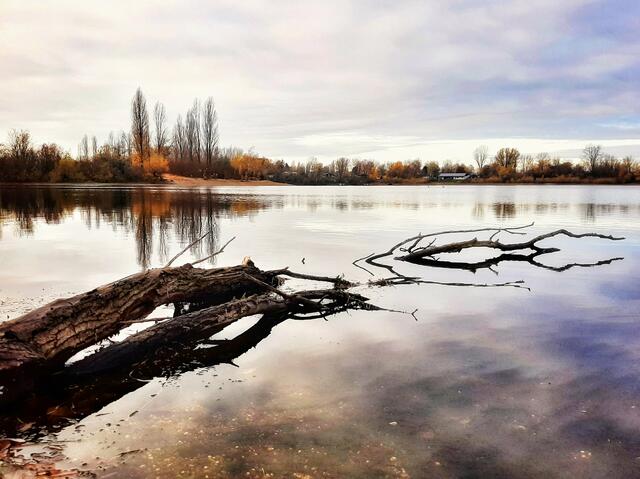 Stille am See/Binsfeld Speyer (November) | Foto: Anita Lemmert 