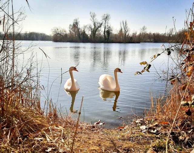 Auch die Schwäne suchen den Frühling - am Sollachsee bei Germersheim (Februar) | Foto: Anita Lemmert 