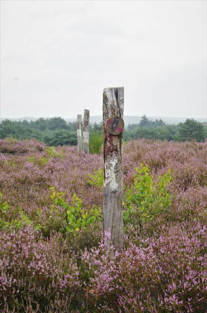 Mehlinger Heide - August 2021