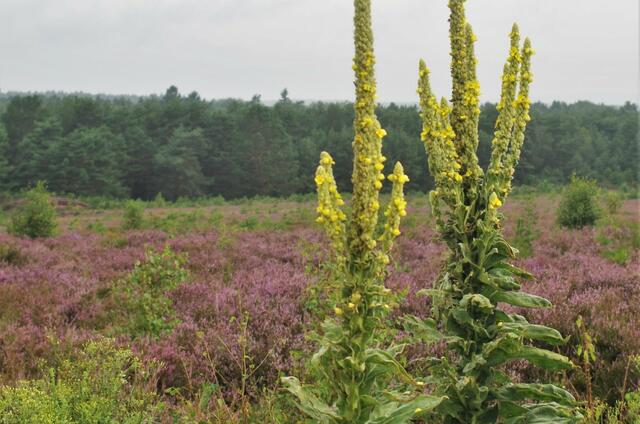Mehlinger Heide - August 2021