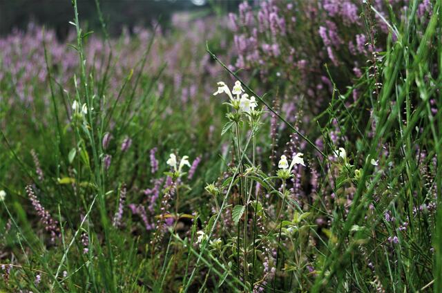 Mehlinger Heide - August 2021