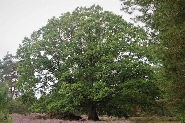 Mehlinger Heide - wunderschöne alte Eiche - August 2021