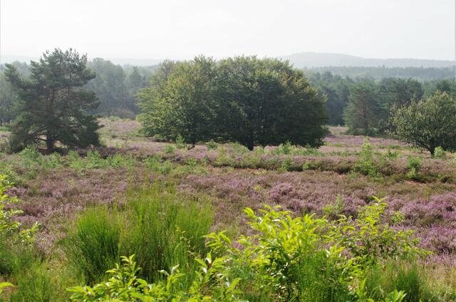 Mehlinger Heide - August 2021
