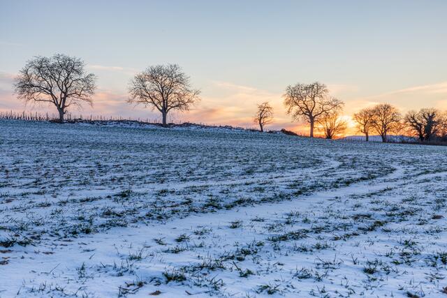 Verschneite Felder in der Abendsonne/Geinsheim _ Februar
Bild: privat/Georg Beck