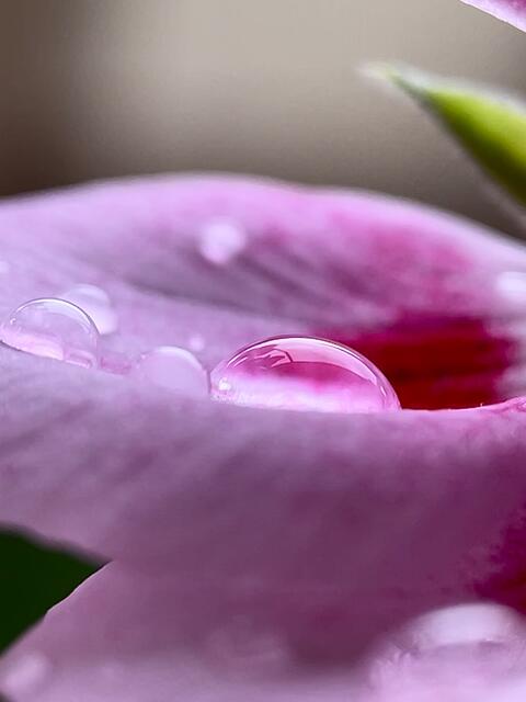 Regentropfen in einem Geranienblatt | Foto: Dagmar Winkler 