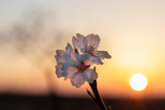 Zarte Mandelblüten / Gimmeldingen _ März
Bild: privat/Georg Beck