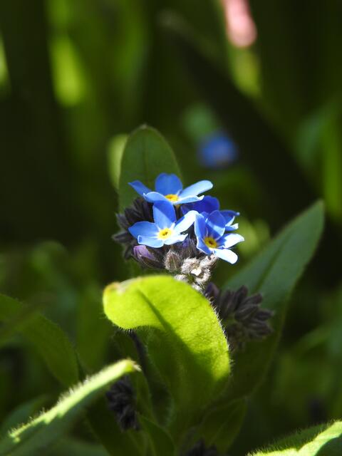 Frühlingserwachen März 2021 | Foto: Dagmar Winkler 