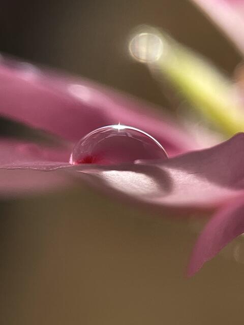 Regentropfen auf einem Geranienblatt | Foto: Dagmar Winkler 
