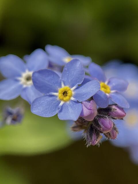 Vergissmeinnicht im April 2021 | Foto: Dagmar Winkler 