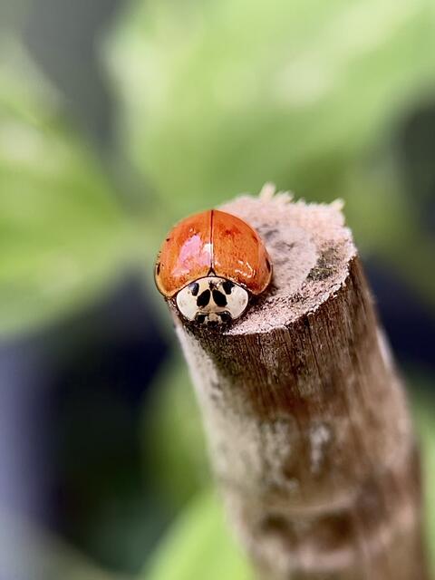 Kleiner Glücksbringer im heimischen Garten im Juli 2021 | Foto: Dagmar Winkler