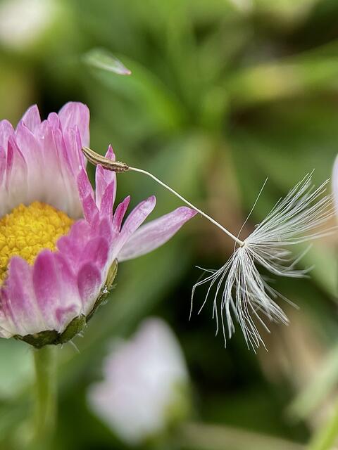Gänseblümchen im Mai 2021 | Foto: Dagmar Winkler 