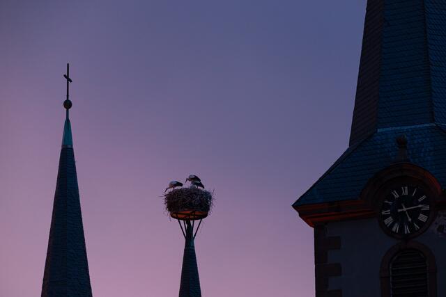 Familie Storch erwacht / Geinsheimer Kirche _ Juli
Bild: privat/Georg Beck