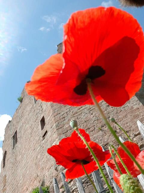 Auf der Burg in Hohenecken im Juni.
(Wochenblatt-Reporter-Kalender 2022)