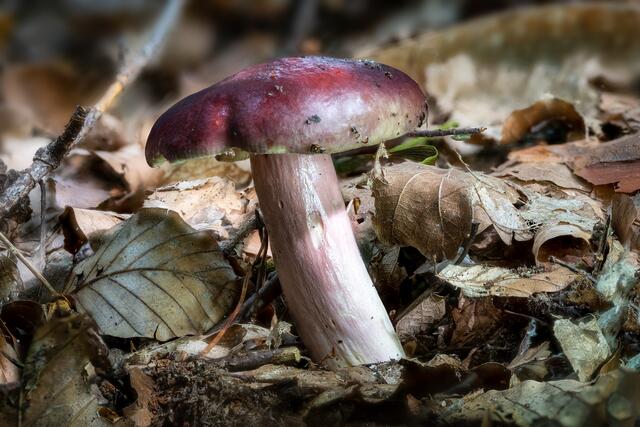 Zitronenblättriger Täubling (Russula sardonia)
