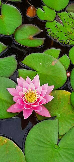 Johanniskreuz am Haus der Nachhaltigkeit
(Wochenblatt-Reporter-Kalender 2022)