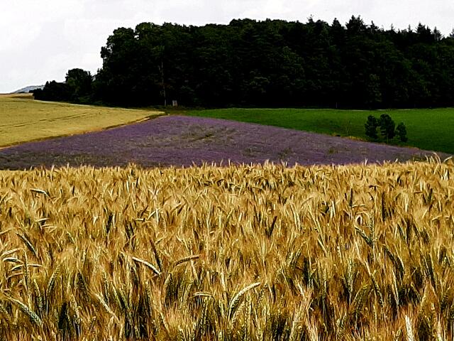 Bei einer Wanderung oberhalb der Autobahnbrücke bei Quirnbach im Juli
(Wochenblatt-Reporter-Kalender 2022)