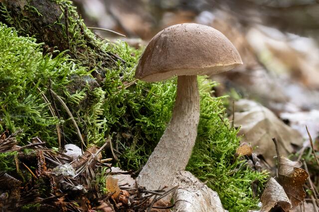 Birkenröhrling (Leccinum scabrum)