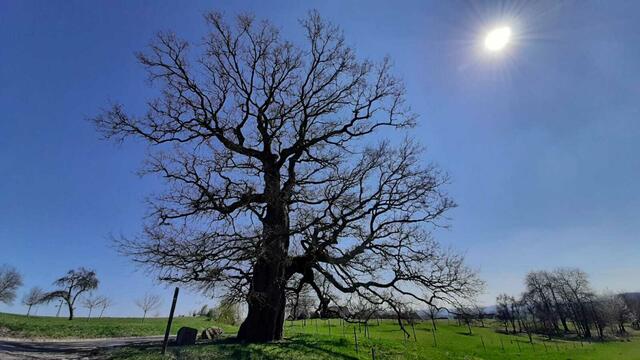 Dicke Eiche oberhalb von Börsborn.
(Wochenblatt-Reporter-Kalender 2022)