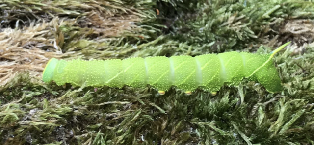 Abendpfauenauge - Schmetterlingsraupe im Pfälzer Wald | Foto: Hannah Kühner