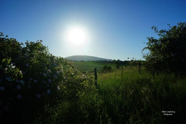 Bei Dreisen Blick mit Wildrosen auf den Donnersberg | Foto: Stephen Wüstenberg Photographie - Wartenberg-Rohrbach