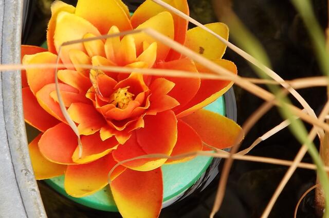 Blumenschmuck | Foto: Hannah Kühner