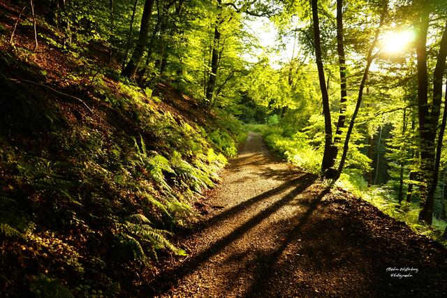 Waldbaden bei Imsweiler  | Foto: Stephen Wüstenberg Photographie - Wartenberg-Rohrbach