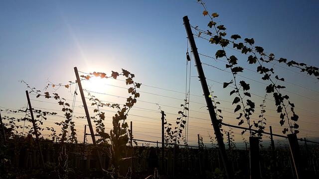 Die Weinberge am " Kaffeemühlchen ". | Foto: Stefanie Eckfelder