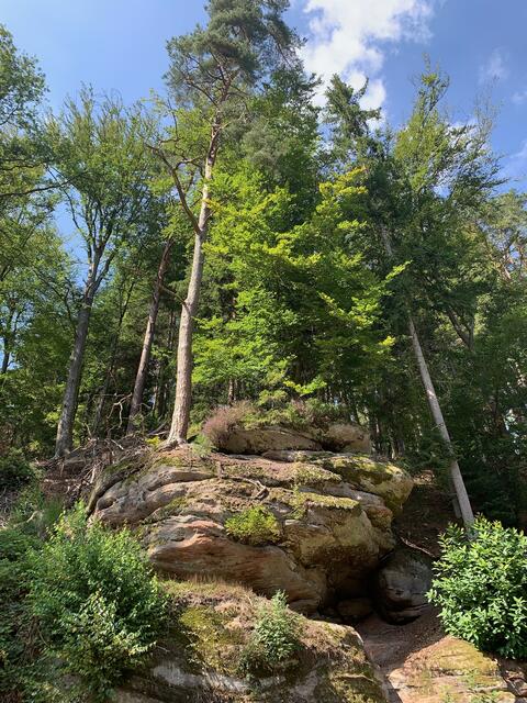 Wasserschaupfad Odenbachtal - Rheinland-Pfalz | Foto: Hannah Kühner