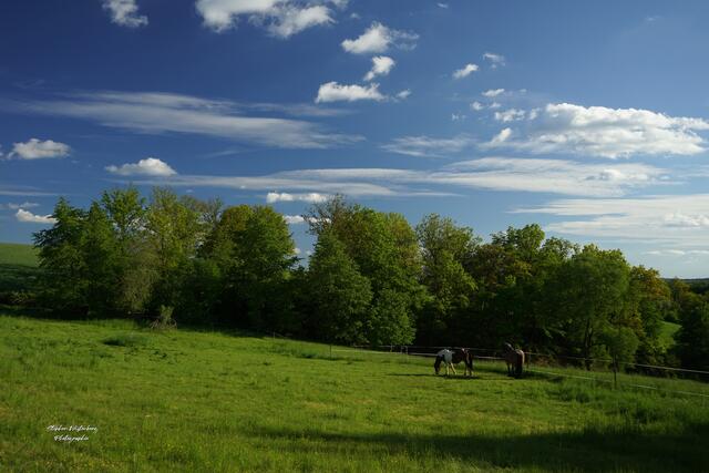 Idylle mit Pferden und einem leichtbewölkten strahlend blauen Himmel am Heuberg bei Wartenberg-Rohrbach | Foto: Stephen Wüstenberg Photographie - Wartenberg-Rohrbach