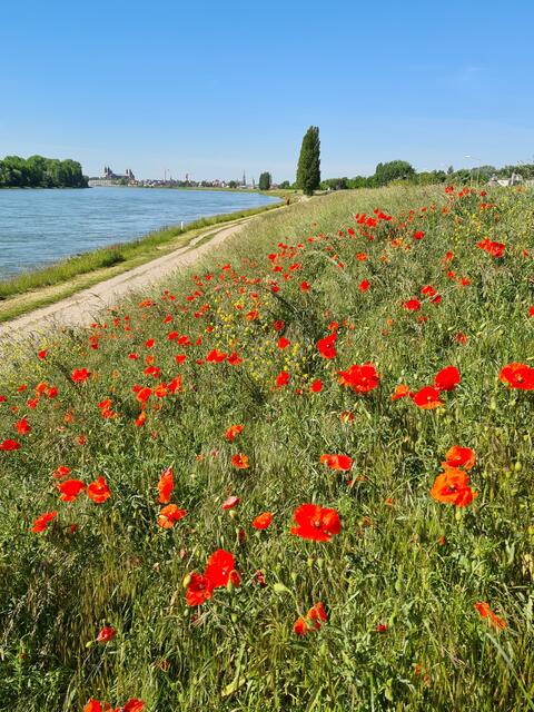 Überblick zum Dom Speyer am Rhein