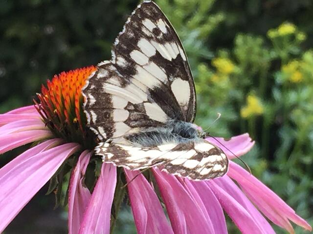 Im Garten | Foto: Hannah Kühner