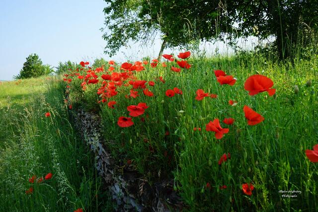 Leuchtend roter Klatschmohn bei Oberndorf | Foto: Stephen Wüstenberg Photographie - Wartenberg-Rohrbach