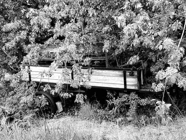 ....eingebettet in die Natur ist dieser alte Anhänger in den Weinbergen bei Leistadt..... | Foto: Stefanie Eckfelder