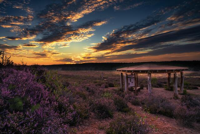 Sonnenuntergang in der Mehlinger Heide August 2021 | Foto: Stefan Jung