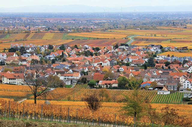 Blick über das herbstliche Kallstadt  | Foto: Urheber: Maike Müller  