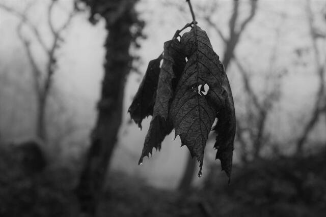 Herbststimmung.... | Foto: Stefanie Eckfelder