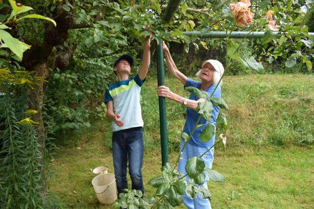 Die Seniorin lässt es sich nicht nehmen, „ihrem“ Fritz bei der Apfelernte zu helfen | Foto: B. Bender