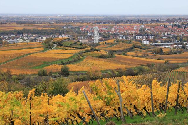 Blick zum Riesenrad in Bad Dürkheim im Herbst  | Foto: Urheber: Maike Müller  