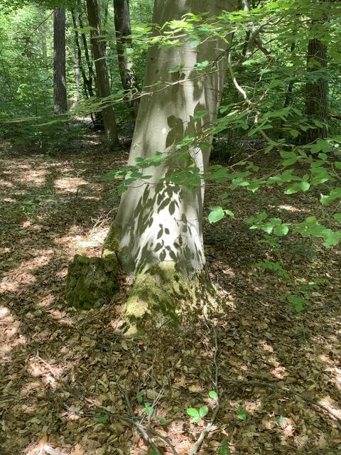 Pfälzer Wald in Wattenheim , 31. Mai 2020 | Foto: Hannah Kühner