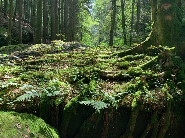 Wasserschaupfad Odenbachtal - Rheinland-Pfalz | Foto: Hannah Kühner