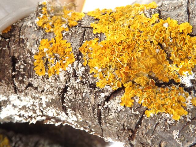 verwittertes Holz | Foto: Hannah Kühner