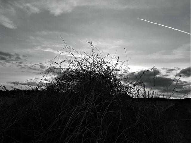 In den Weinbergen am Schlamberg.... | Foto: Stefanie Eckfelder
