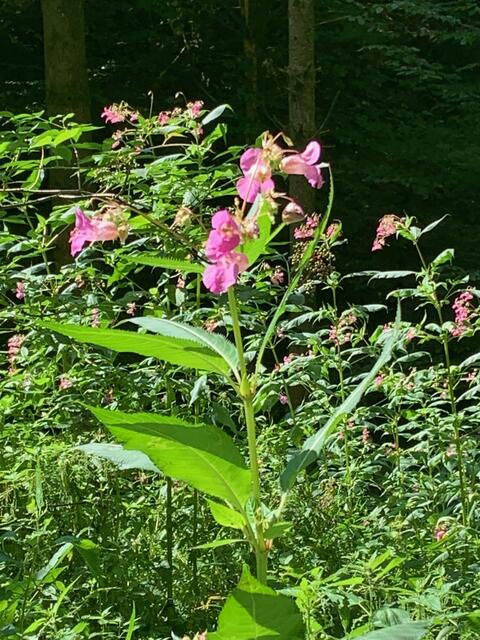 Wasserschaupfad Odenbachtal - Rheinland-Pfalz | Foto: Hannah Kühner
