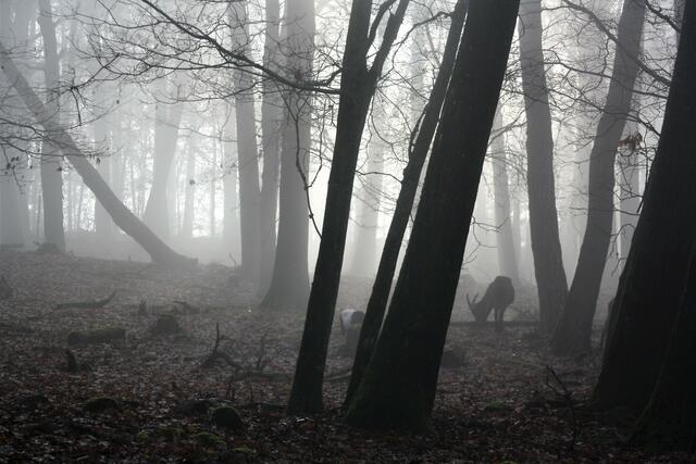 Im Herbst an der Lindemannsruhe | Foto: Stefanie Eckfelder
